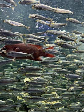 サンシャイン水族館に投稿された画像（2025/5/11）