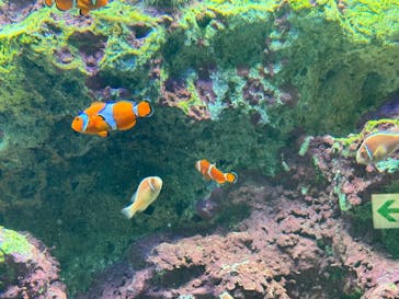 サンシャイン水族館に投稿された画像（2025/5/11）