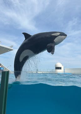 鴨川シーワールドに投稿された画像（2025/5/11）