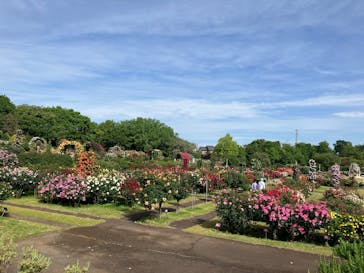 京成バラ園に投稿された画像（2025/5/11）