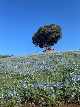 マザー牧場に投稿された画像（2025/5/11）