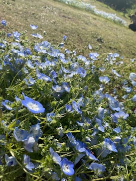マザー牧場に投稿された画像（2025/5/11）