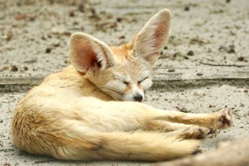 伊豆シャボテン動物公園に投稿された画像（2025/5/11）