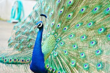 伊豆シャボテン動物公園に投稿された画像（2025/5/11）