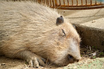 伊豆シャボテン動物公園に投稿された画像（2025/5/11）