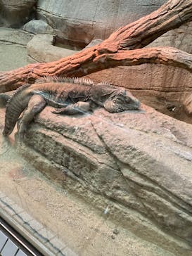 名古屋市東山動植物園に投稿された画像（2025/5/11）