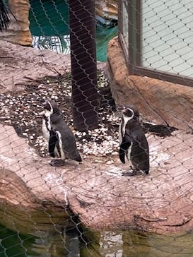 名古屋市東山動植物園に投稿された画像（2025/5/11）