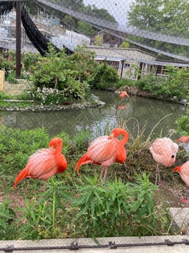 名古屋市東山動植物園に投稿された画像（2025/5/11）
