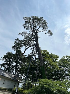 小田原城に投稿された画像（2025/5/11）