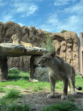 日立市かみね動物園に投稿された画像（2025/5/11）