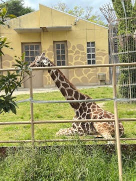 日立市かみね動物園に投稿された画像（2025/5/11）