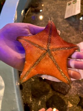 あわしまマリンパークに投稿された画像（2025/5/11）