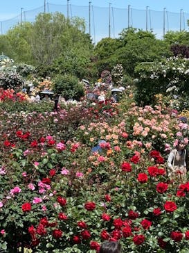 京成バラ園に投稿された画像（2025/5/12）