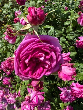 京成バラ園に投稿された画像（2025/5/12）