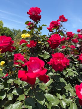 京成バラ園に投稿された画像（2025/5/12）