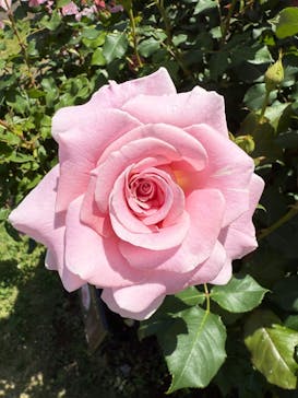 京成バラ園に投稿された画像（2025/5/12）