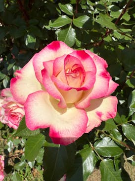 京成バラ園に投稿された画像（2025/5/12）