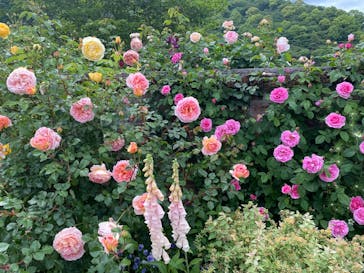 ACAO FORESTに投稿された画像（2025/5/12）