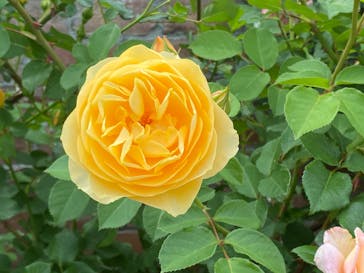 ACAO FORESTに投稿された画像（2025/5/12）