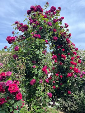 横浜イングリッシュガーデンに投稿された画像（2025/5/12）