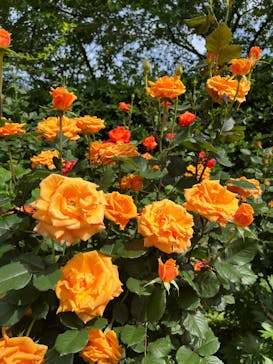 横浜イングリッシュガーデンに投稿された画像（2025/5/12）