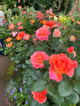 横浜イングリッシュガーデンに投稿された画像（2025/5/12）