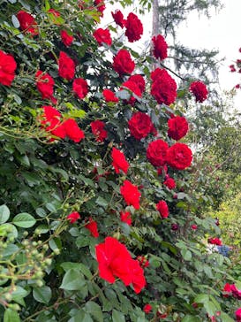 横浜イングリッシュガーデンに投稿された画像（2025/5/12）