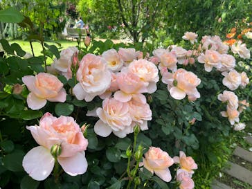 横浜イングリッシュガーデンに投稿された画像（2025/5/12）