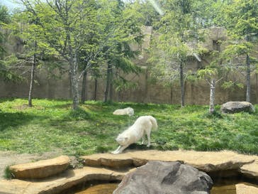 那須どうぶつ王国に投稿された画像（2025/5/12）