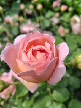 横浜イングリッシュガーデンに投稿された画像（2025/5/12）