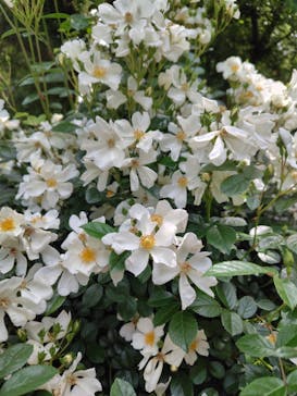 横浜イングリッシュガーデンに投稿された画像（2025/5/12）