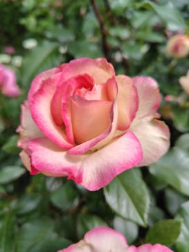 横浜イングリッシュガーデンに投稿された画像（2025/5/12）