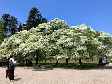 松江城に投稿された画像（2025/5/12）