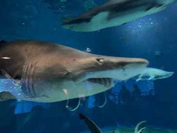 アクアワールド茨城県大洗水族館に投稿された画像（2025/5/12）