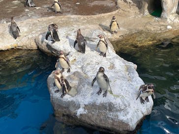 アクアワールド茨城県大洗水族館に投稿された画像（2025/5/12）