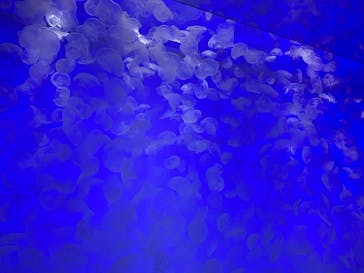 アクアワールド茨城県大洗水族館に投稿された画像（2025/5/12）