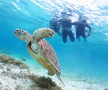 アマミエンシスに投稿された画像（2025/5/12）