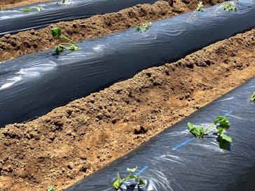 米米CLUB "Farmers BAND" 田植えとさつま芋の苗植え体験に投稿された画像（2025/5/12）