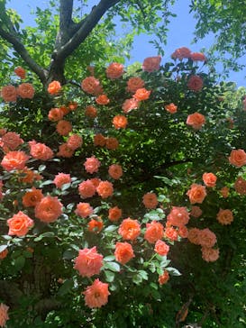 横浜イングリッシュガーデンに投稿された画像（2025/5/12）