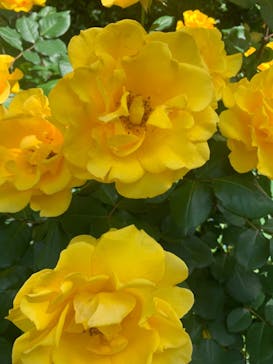 横浜イングリッシュガーデンに投稿された画像（2025/5/12）