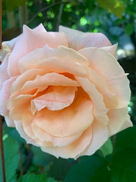 横浜イングリッシュガーデンに投稿された画像（2025/5/12）