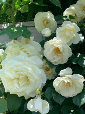 横浜イングリッシュガーデンに投稿された画像（2025/5/12）