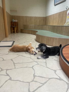 いぬカフェRio 下北沢店に投稿された画像（2025/5/12）