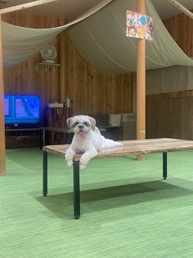 いぬカフェRio 下北沢店に投稿された画像（2025/5/12）