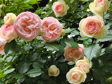 横浜イングリッシュガーデンに投稿された画像（2025/5/12）