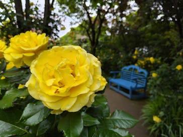 横浜イングリッシュガーデンに投稿された画像（2025/5/12）