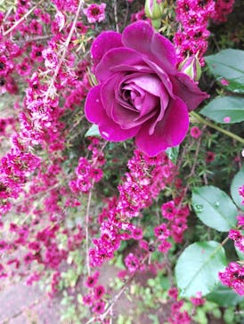 横浜イングリッシュガーデンに投稿された画像（2025/5/12）