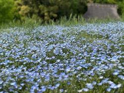 こうべアグリパークネモフィラの丘2025に投稿された画像（2025/5/12）