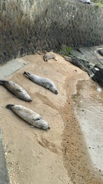 伊豆・三津シーパラダイスに投稿された画像（2025/5/12）