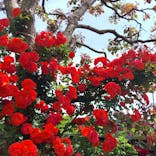 横浜イングリッシュガーデンに投稿された画像（2025/5/12）